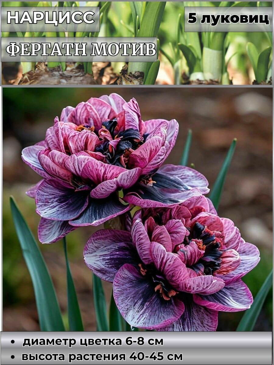 Нарцисс корончатый Акрополис блю луковицы 5 штук