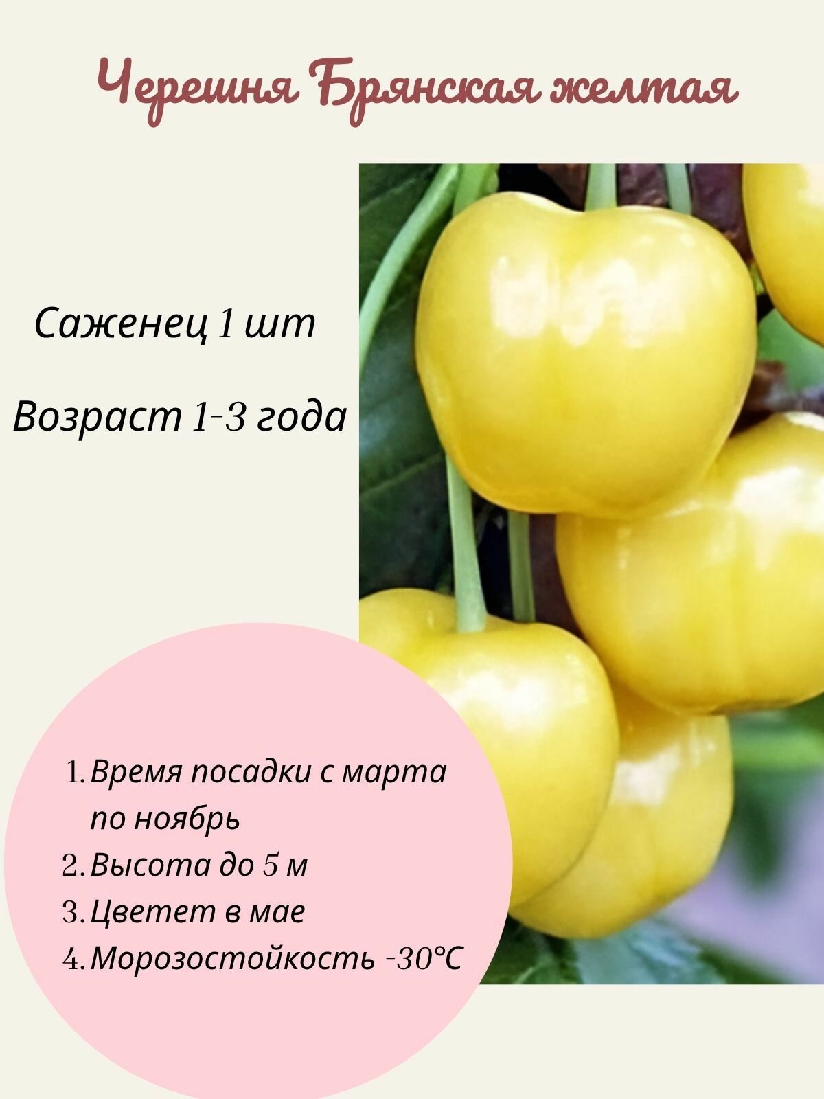 Черешня Брянская желтая саженец 1 шт