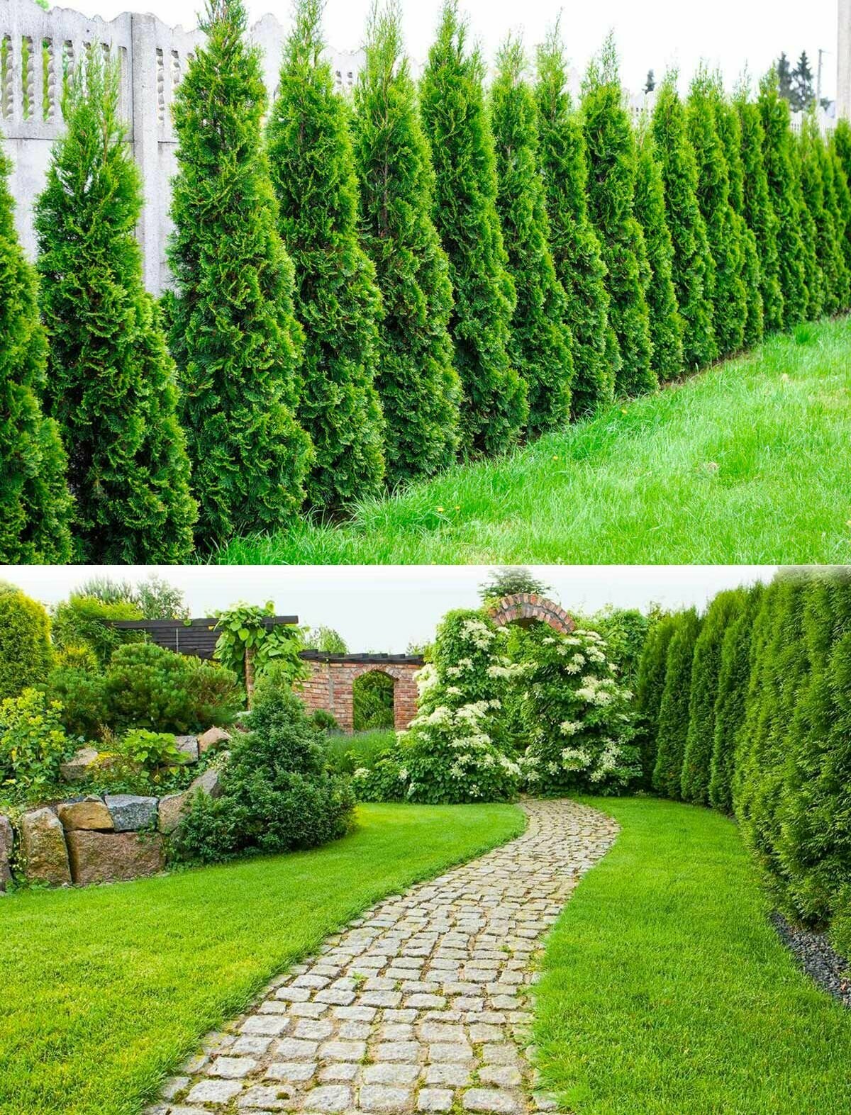 Туя западная Смарагд Smaragd P9 05л саженец 1шт