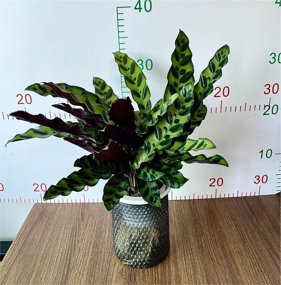Комнатное растение  Калатея  Luxury Cup Leopard  тигровый  гидропоника  D11  горшок
