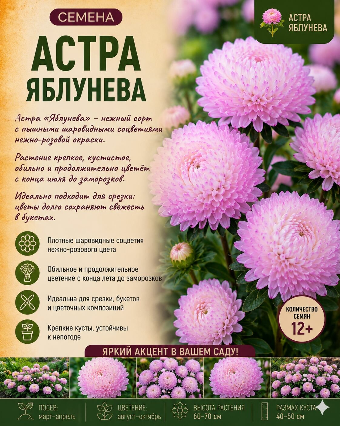 Астра Яблунева
