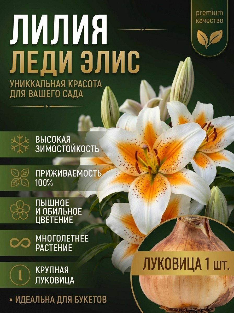 Лилии луковицы многолетние Леди Элис