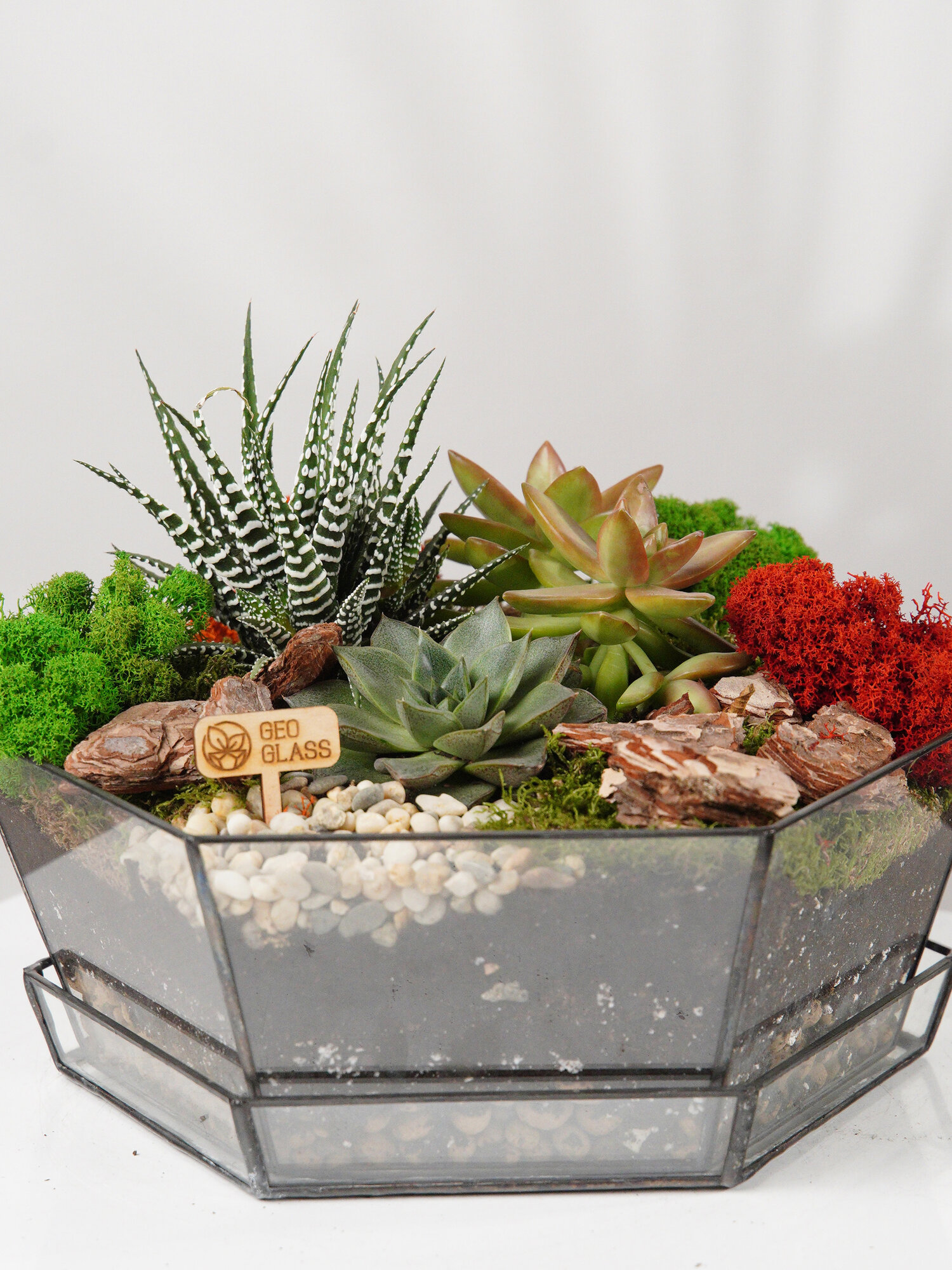 Geo Glass: Мини сад с суккулентами , флорариум с суккулентами живыми , подарок