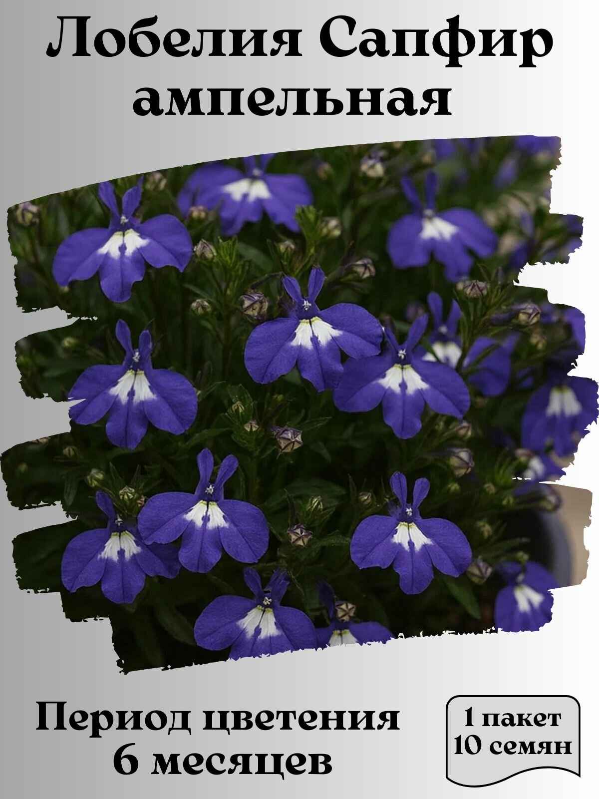 Лобелия Сапфир ампельная, семена, 10 шт, 15 гр.