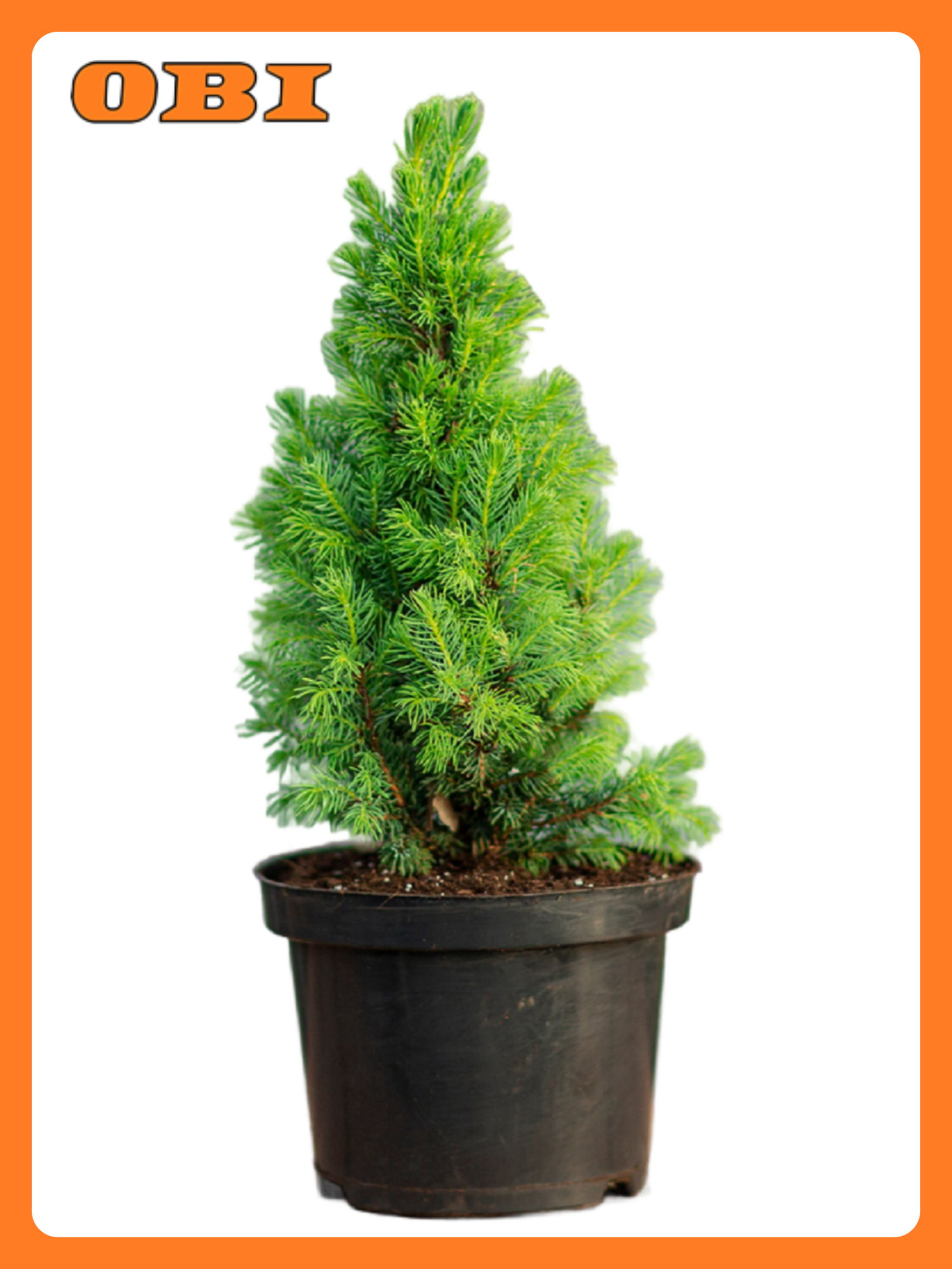 Ель канадская FLORA GROUP 