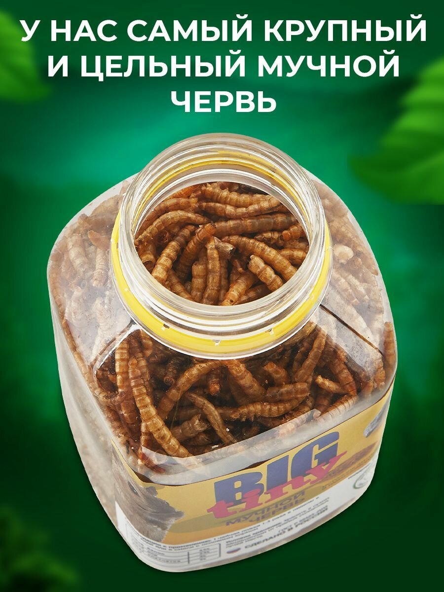 Мучной червь для грызунов, крыс, хомяков, ежей, черепах, птиц 300 мл. 100% натуральный. — фото 1