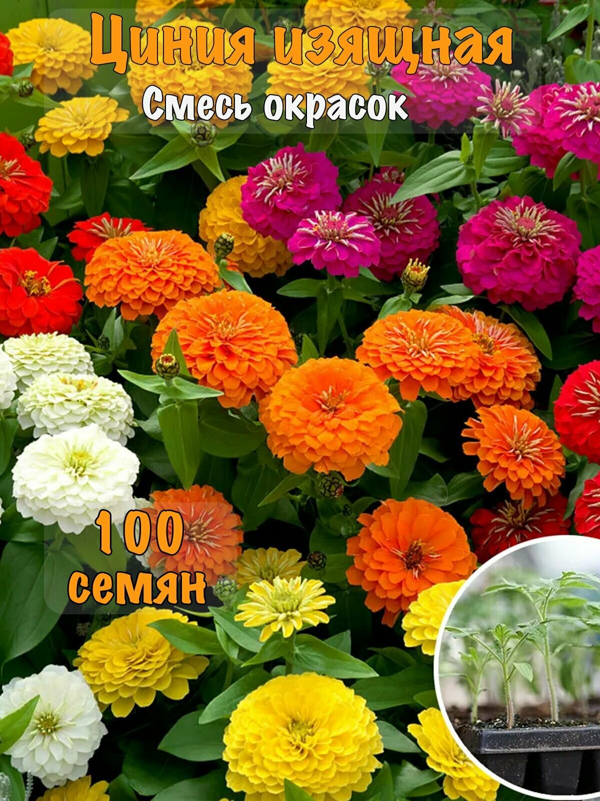 Семена 100 шт Цинния изящная Смесь окрасок