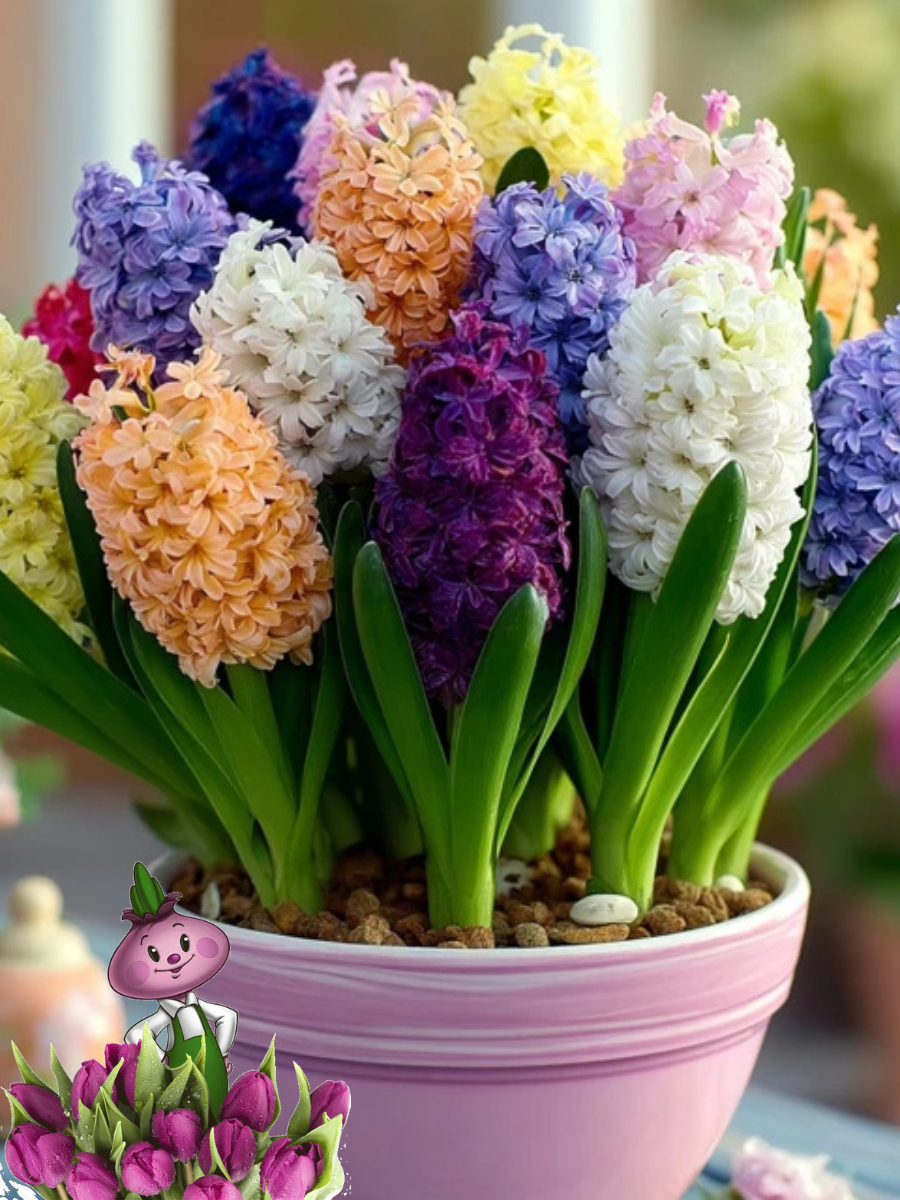 Луковицы цветов сhipollino flowers гиацинты PASTEL MIX (5 луковиц)