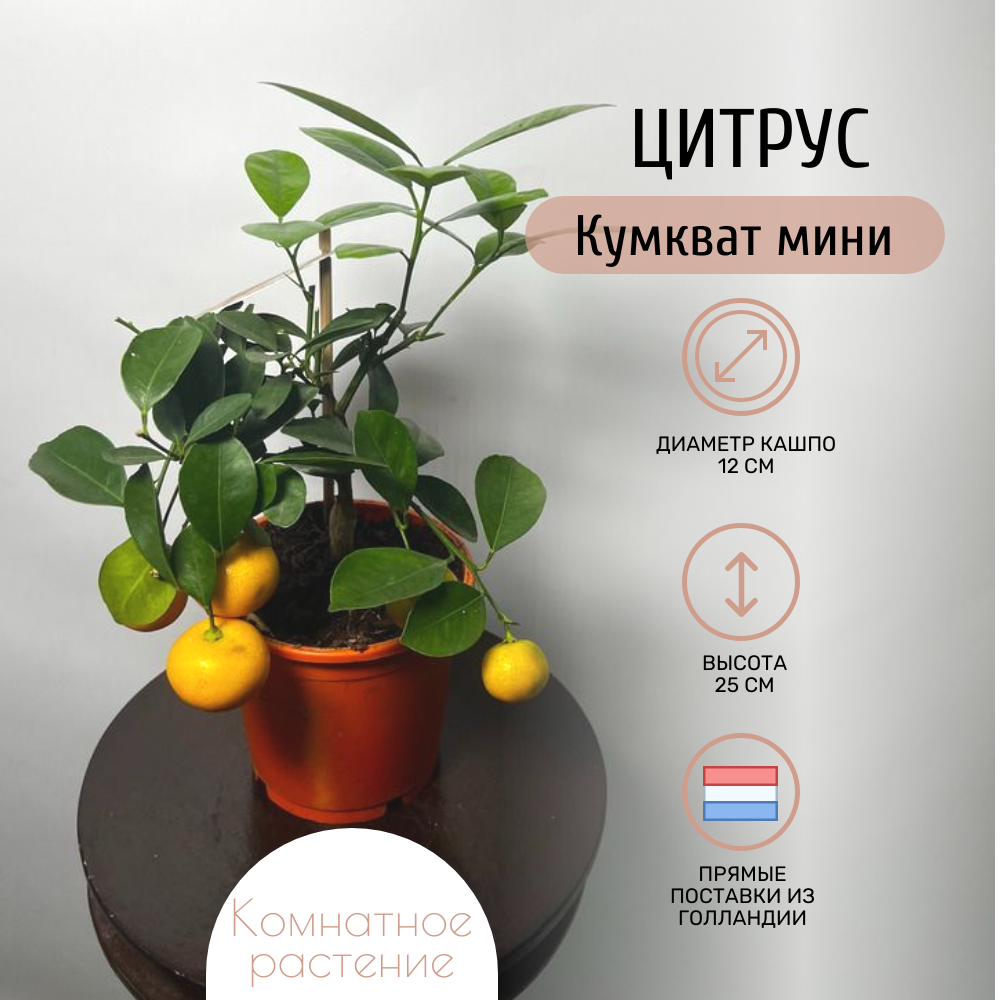 Комнатное растение Цитрус Кумкват мини в транспортировочном кашпо высота 25 см
