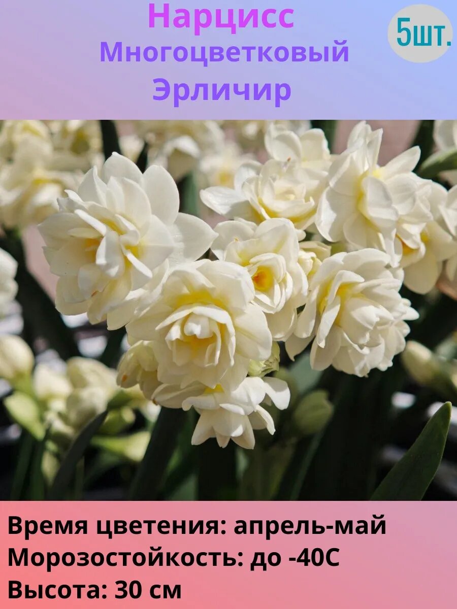 Нарциссы многолетние луковицы 5 штук