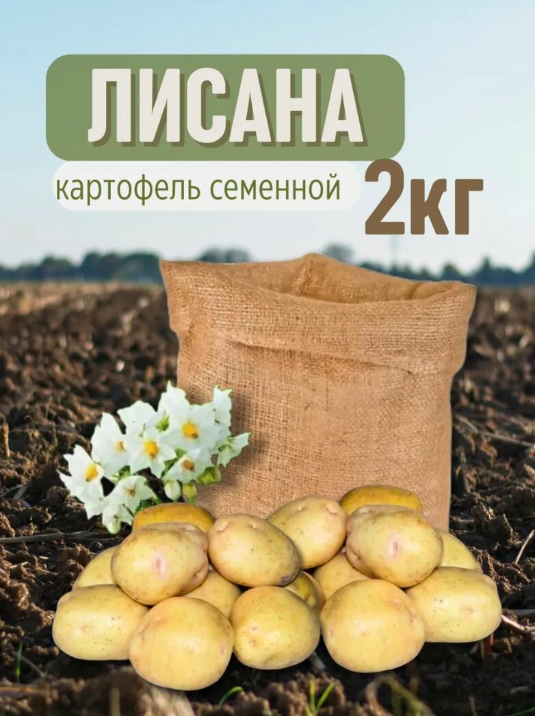 Картофель семенной Лисана 2 кг