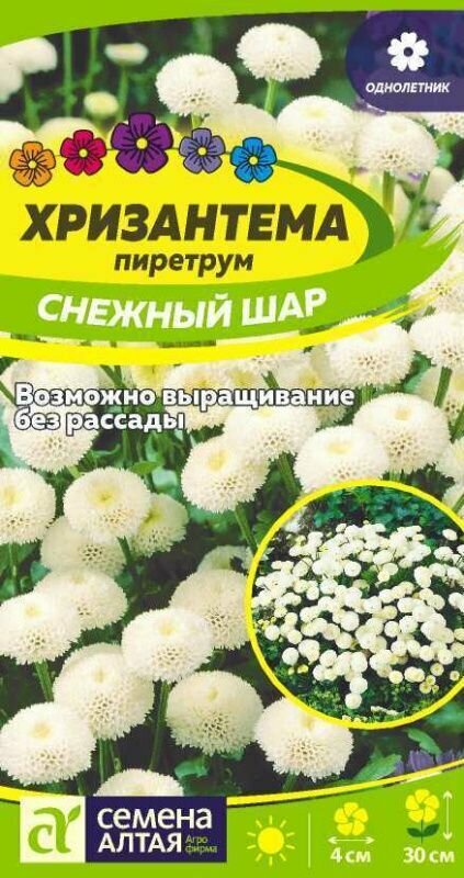 Семена Хризантема Снежный шар пиретрум Семена Алтая 0 01 гр