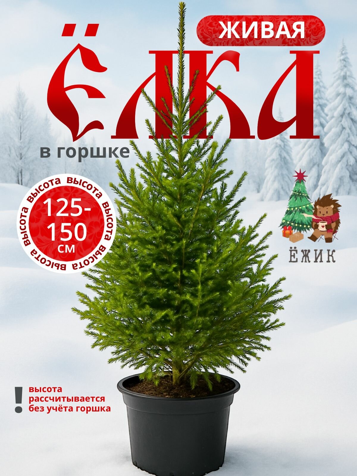 Ель живая в горшке. Русская ель 160-180см