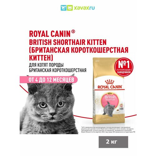 фото Сухой корм royal canin british shorthair kitten для британских короткошерстных котят, 2 кг