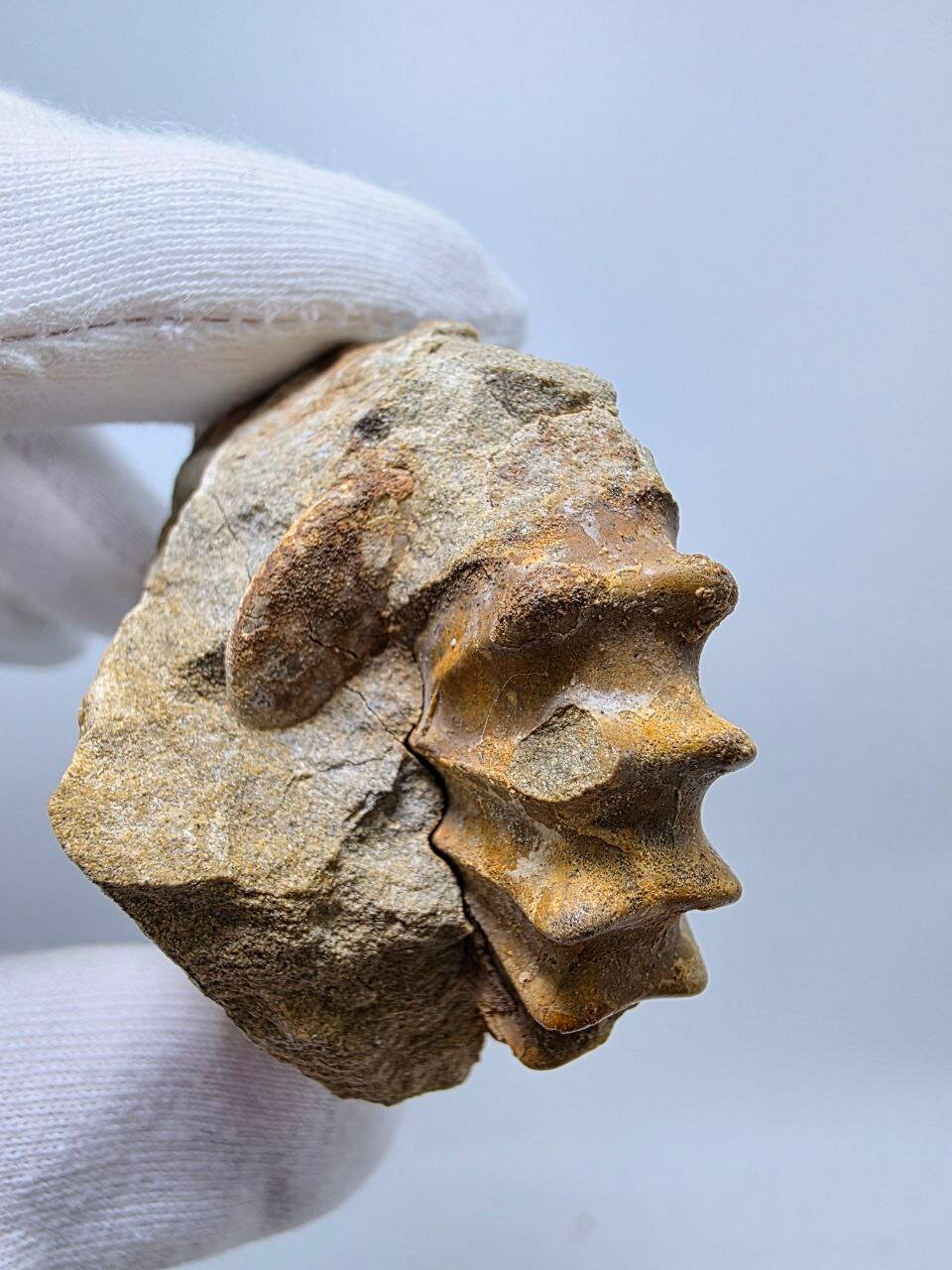 Аммонит 57 мм, 106 г. — фото 1