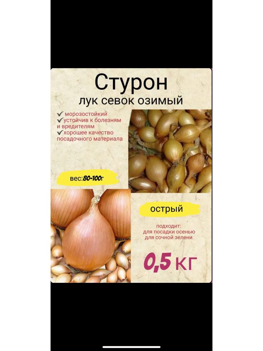 Лук севок Стурон
