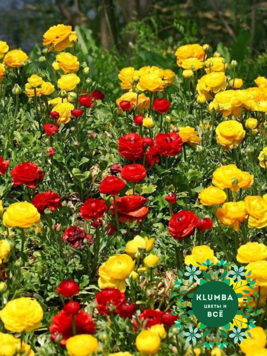 Корни цветов Клумба Ранункулюс RED and YELLOW MIX ( 10 штук )