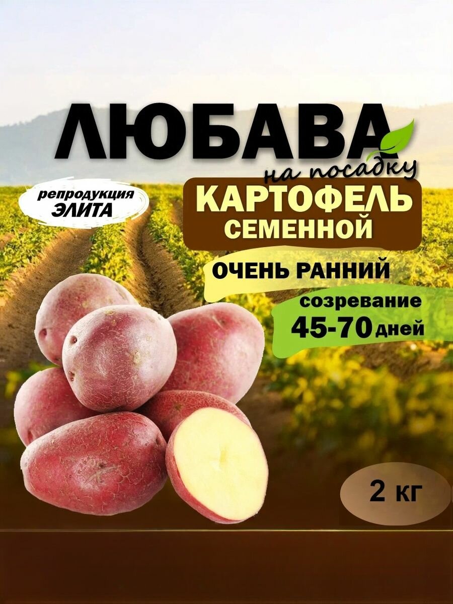 Картофель семенной Любава 2 кг