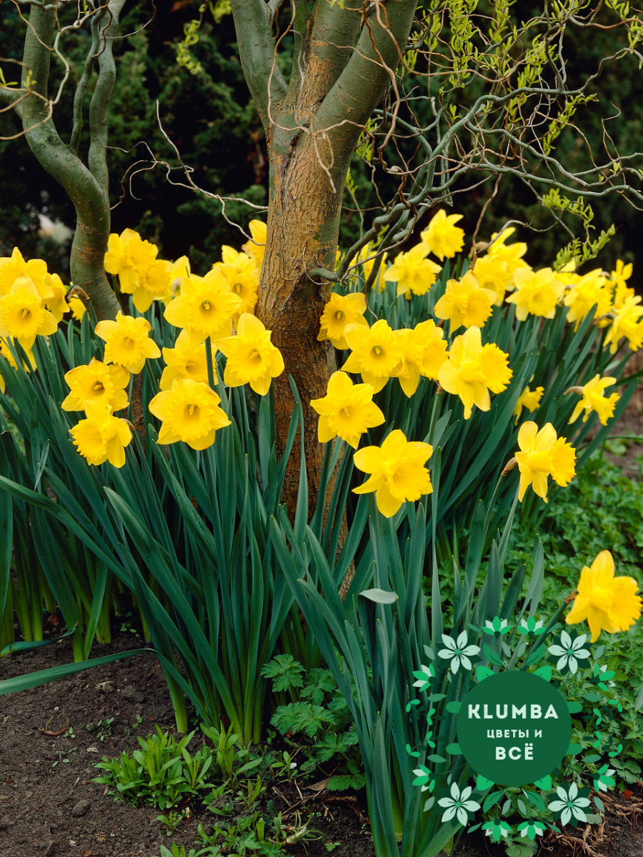Луковицы цветов Клумба  Нарцисс DUTCH MASTER ( 5 штук )желтый