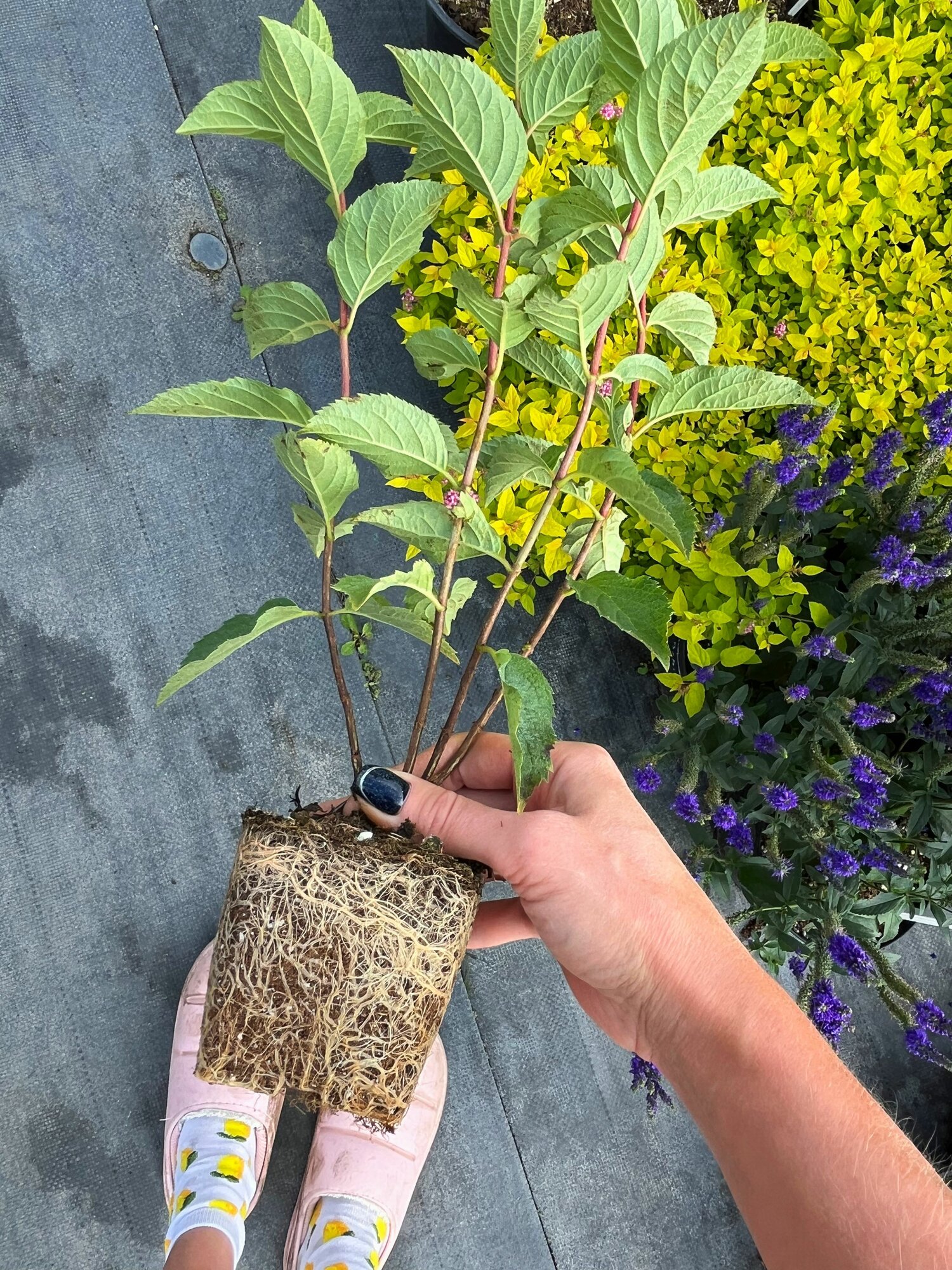 Shmatova pitomnik гортензия метельчатая Фрайз мельба P9 0 5л Гортензия