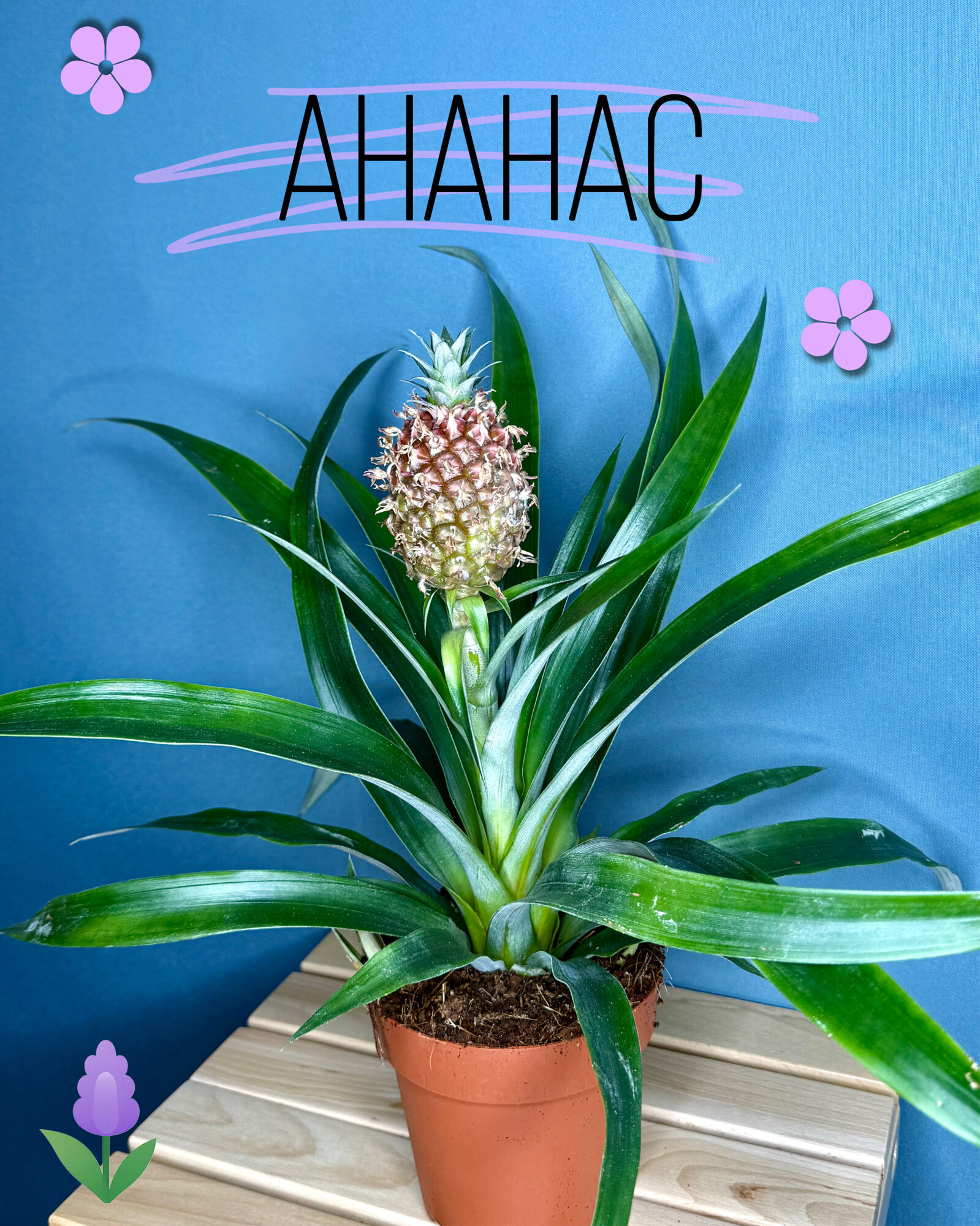 Ананас декоративный — экзотическое растение с настоящим плодом