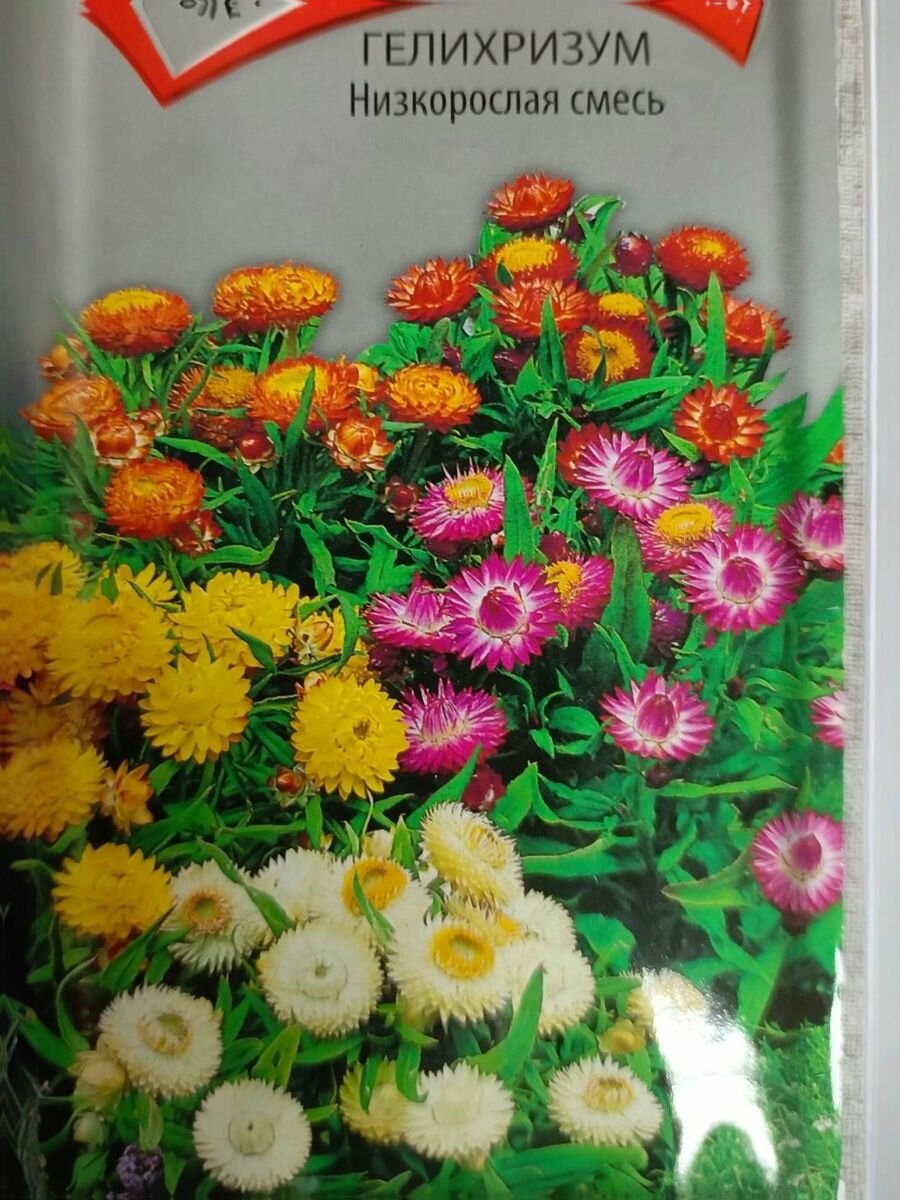 Семена цветов Гелихризум - Низкорослая смесь ( обильноцветущий  компактный однолетний сухоцвет ) Поиск.