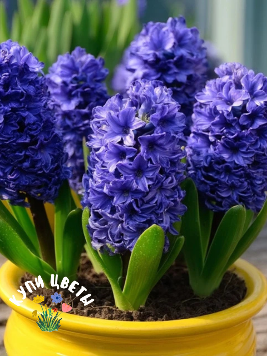 Луковицы цветов купи цветы Гиацинт PETER STUYVESANT (2 луковицы)