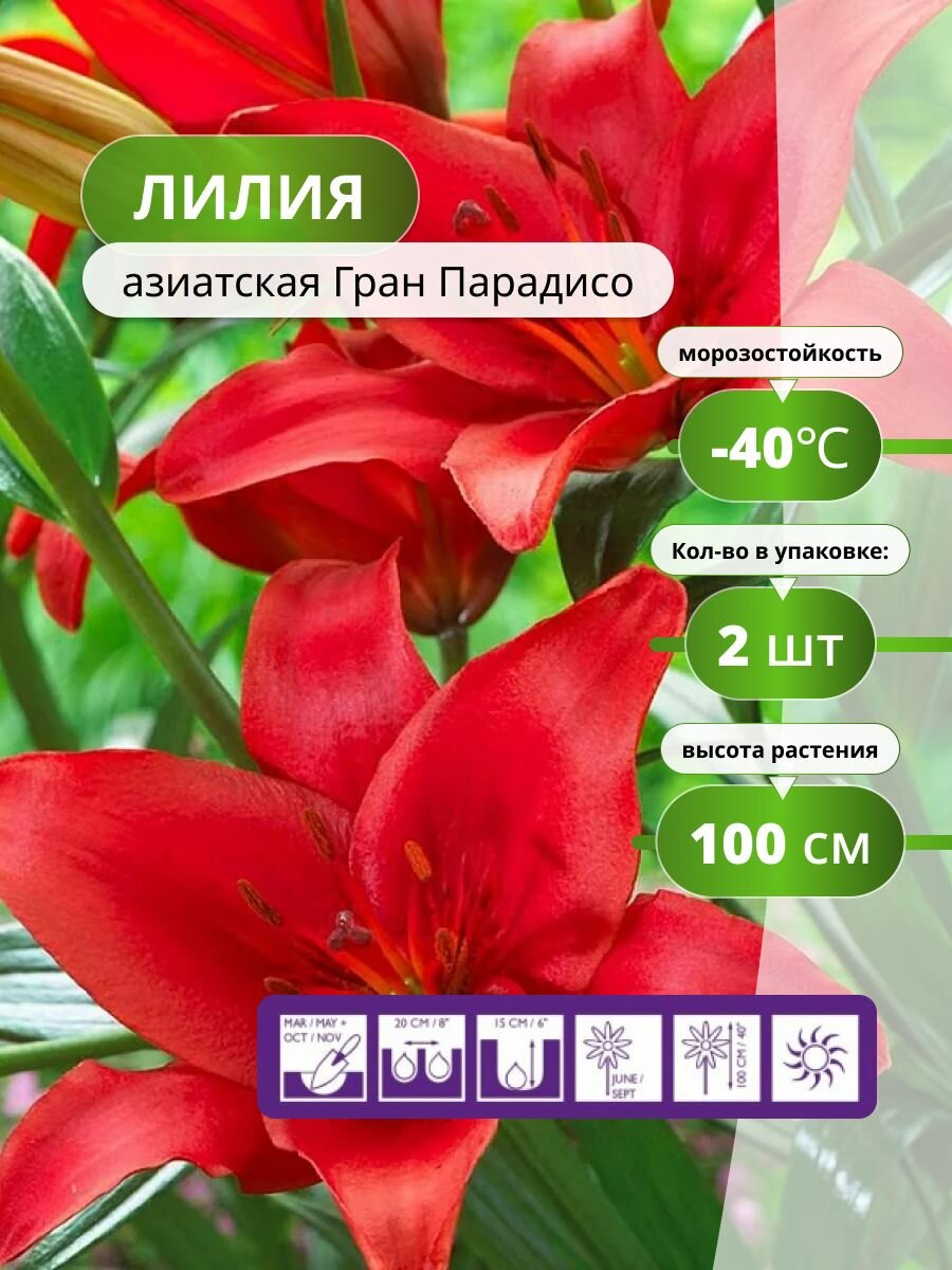 Лилия азиатская Гран Парадисо (2 лук) / лилии луковицы многолетние крупные