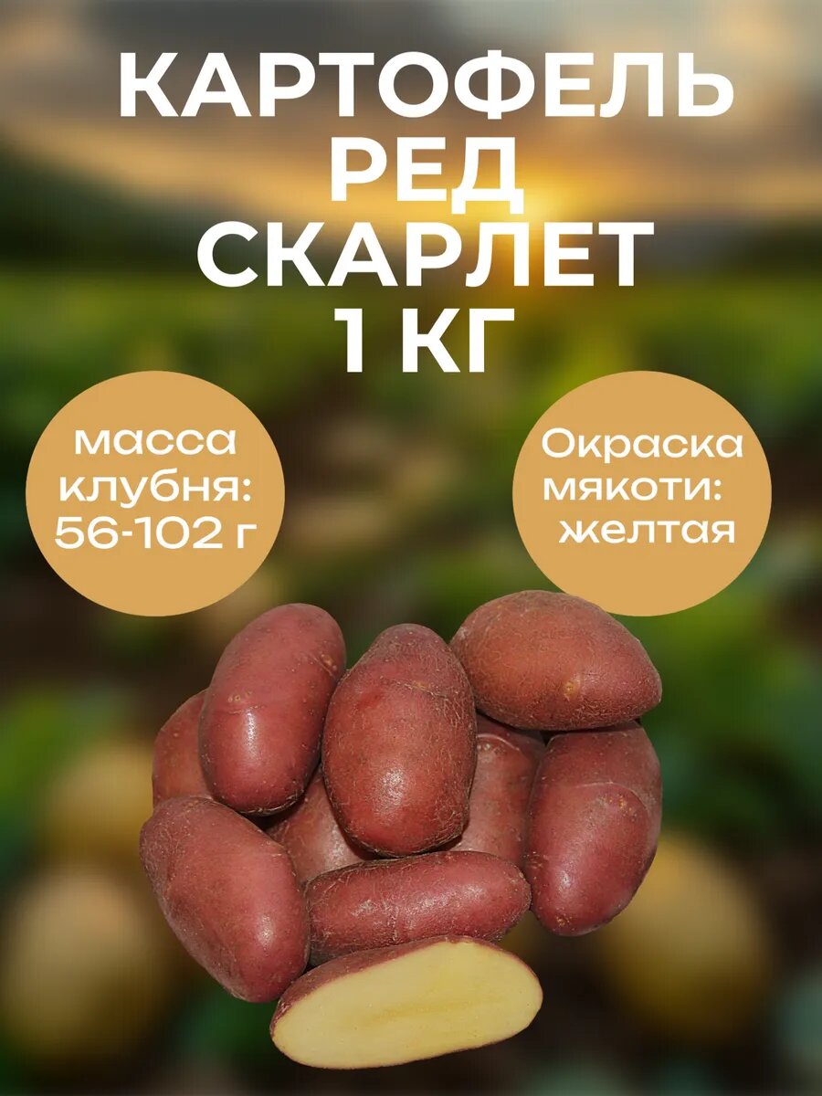 Картофель семенной Ред Скарлет 1 кг
