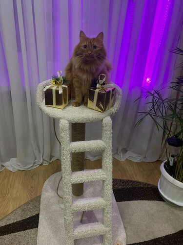 Изображение товара Когтеточка для кошек , Моя Котя "Каменный цветок", цвет белый