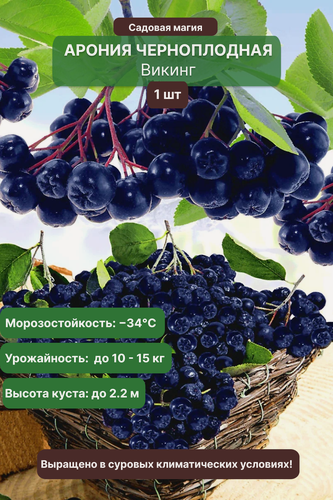 Изображение товара Арония черноплодная "Викинг" / среднеспелый, морозостойкий сорт