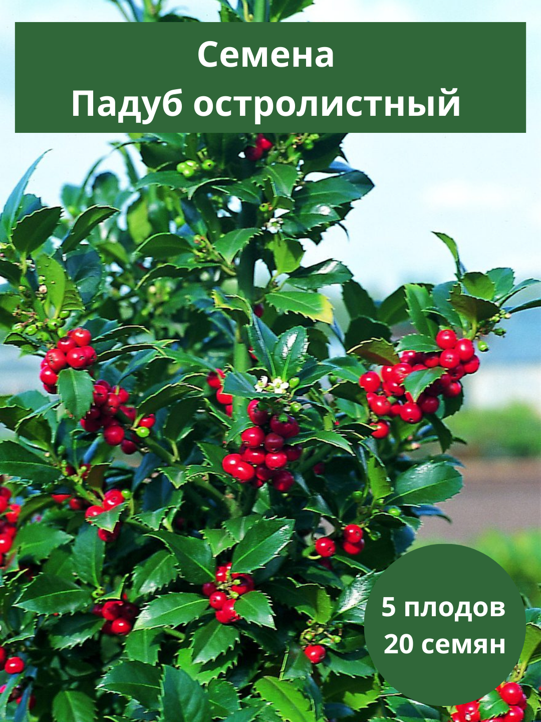 Семена Падуб остролистный Ауреа Маргината Илекс (AQUIFOLIACEAE) 20 шт