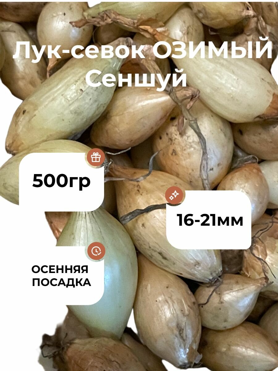 Лук-севок Сеншу 500гр (перебран очищен)