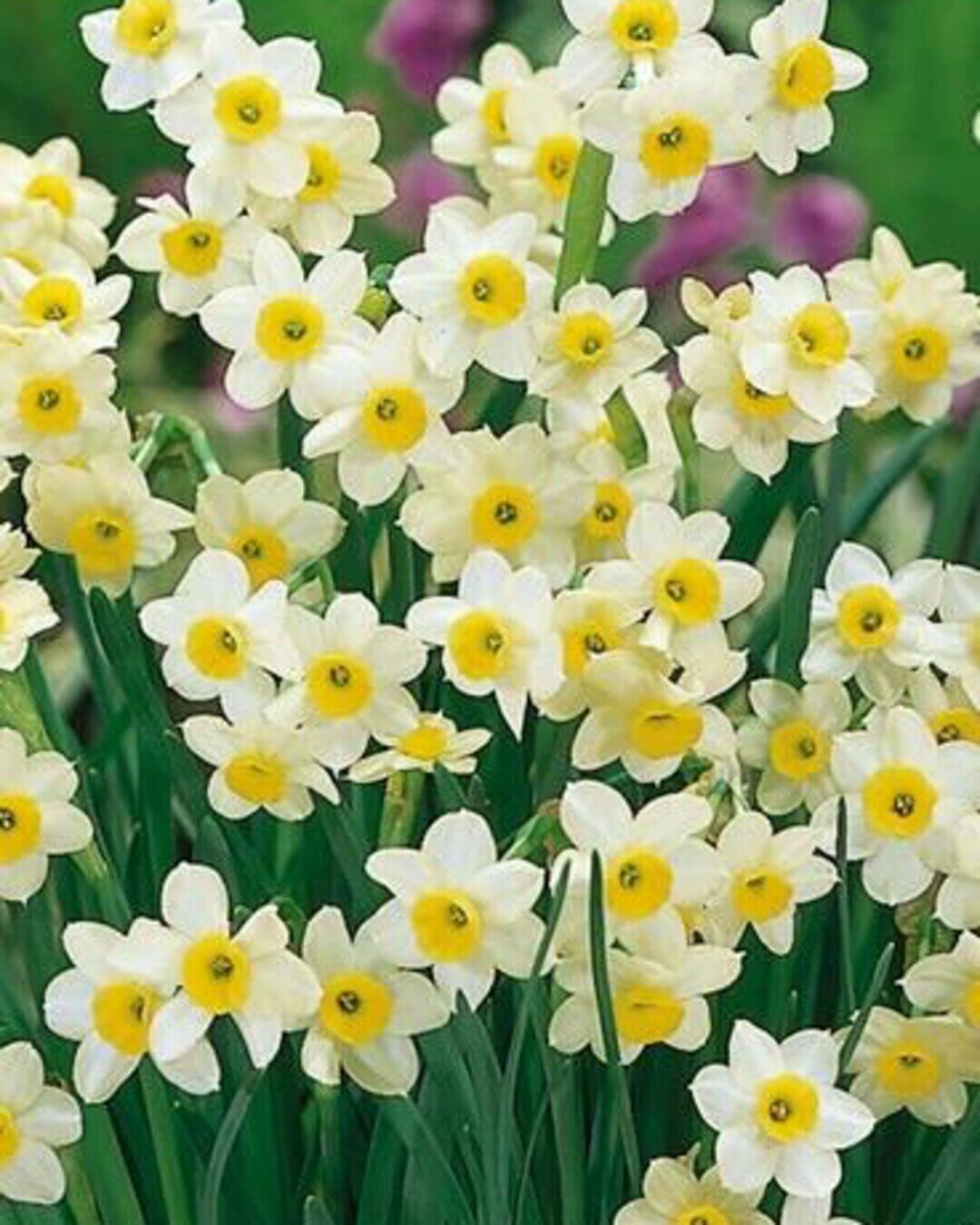 Нарцисс луковицы мини Минноу 5 шт высота 20 см морозостойкие