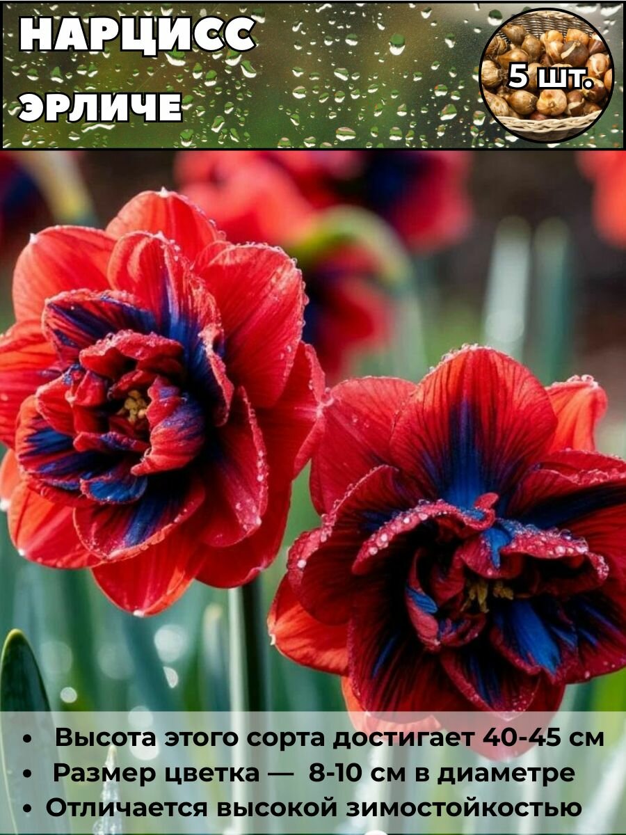 Нарцисс Эрличе луковицы 5 штук