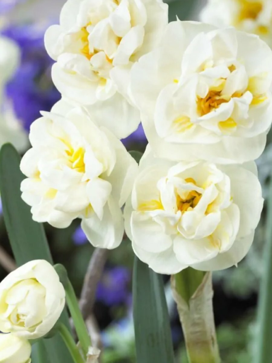 Нарцисс Брайд махровый 5шт / Луковицы махровых нарциссов