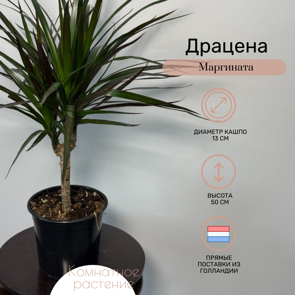 Комнатное растение Драцена Маргината в транспортировочном кашпо высота 50 см