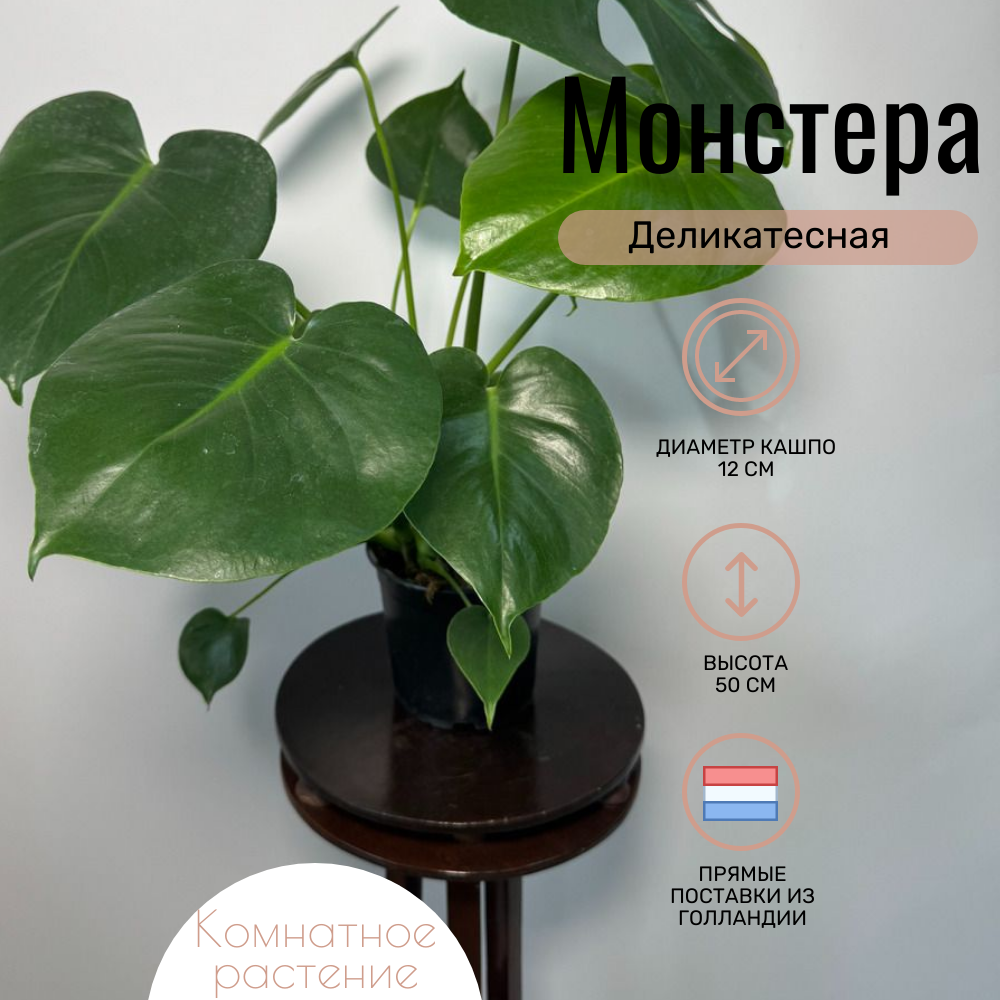Комнатное растение Монстера Деликатесная в транспортировочном кашпо высота 50 см