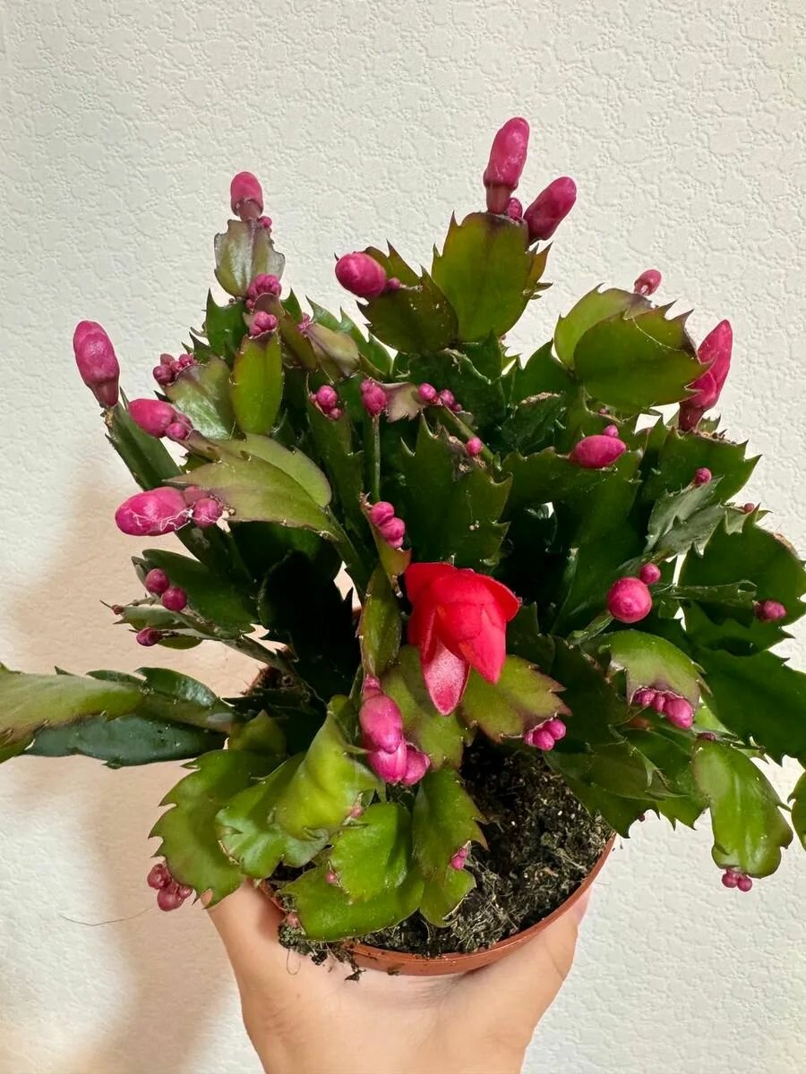 Зигокактус декабрист Шлюмбергера растение живое в горшке D13