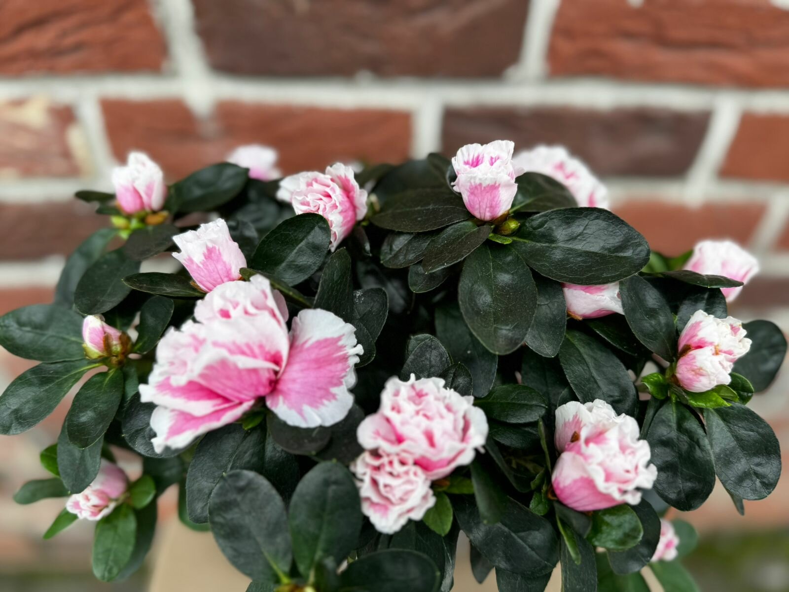 Азалия Бело-розовая 