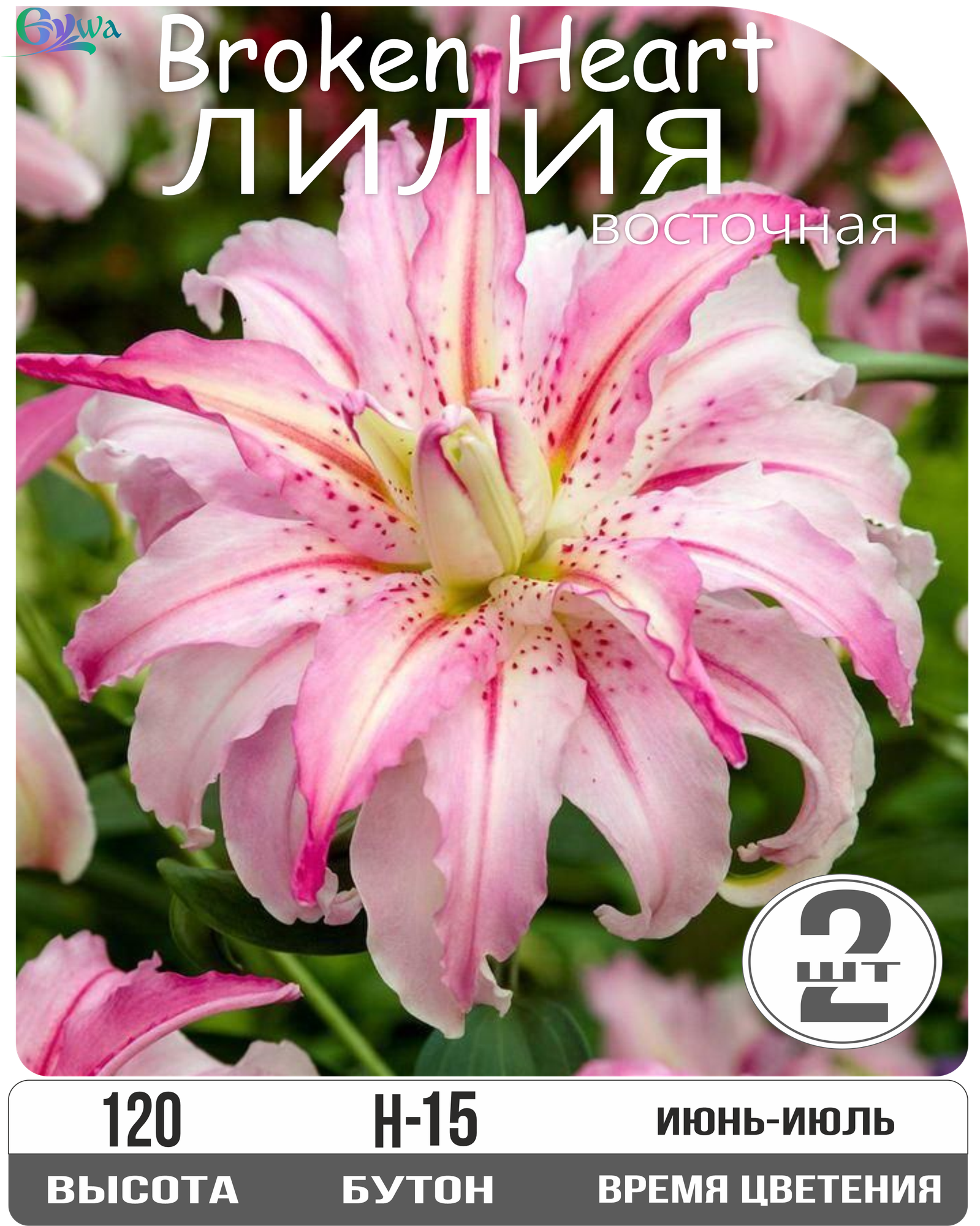 Лилия луковицы восточная махровая Брокен Харт гибрид высота 100 см бело-розовая 2шт