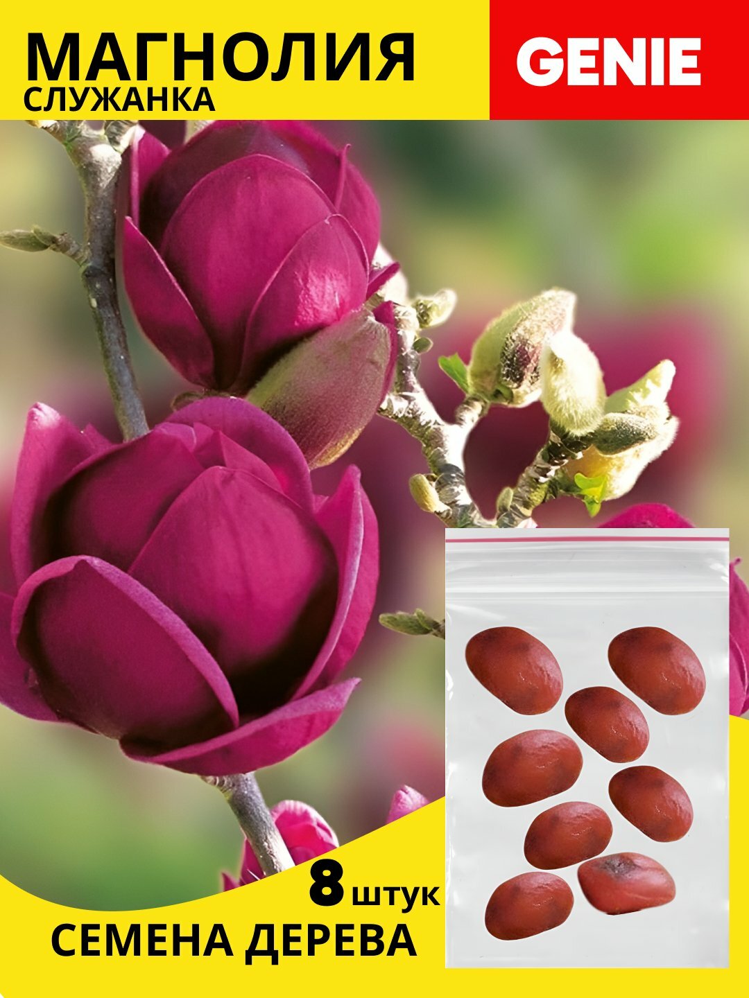 Магнолия Суланжа – листопадное дерево с гладкой корой, Магнолия гибридная