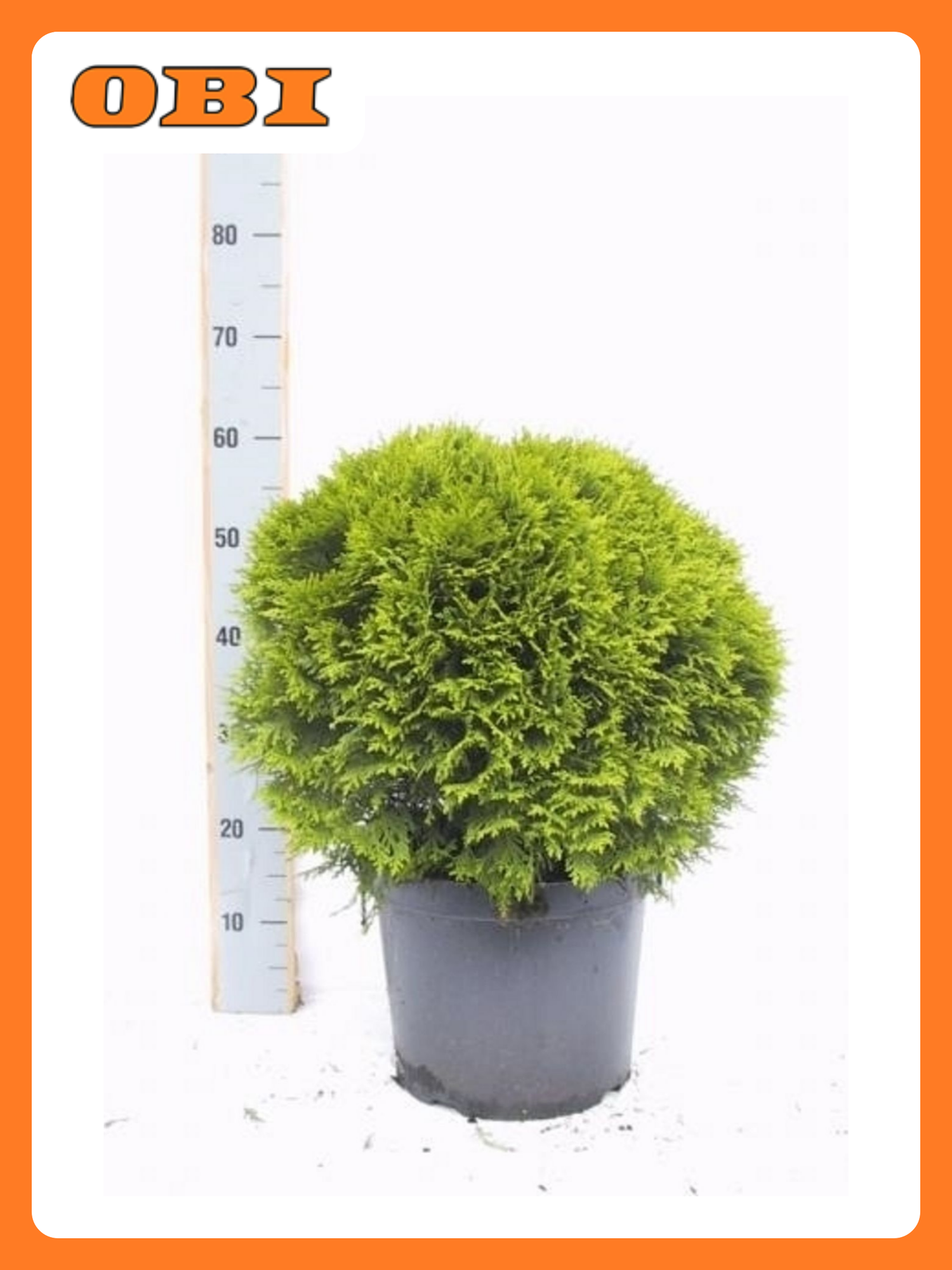 Туя западная Даника 883271 многолетняя хвойная декоративные растения