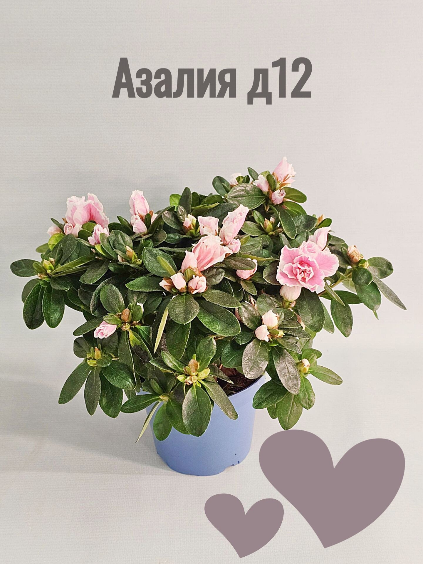 Азалия Розовая с белым краем в цветочном горшке 12см растения живые в подарок цветы в горшках живые подарок