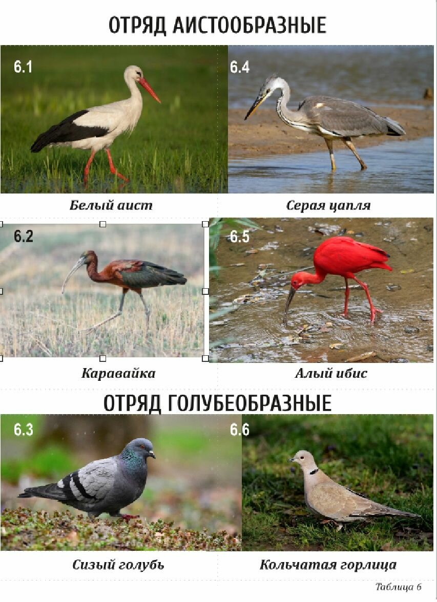 Комплект таблиц по зоологии раздаточных Разнообразие животных. Птицы