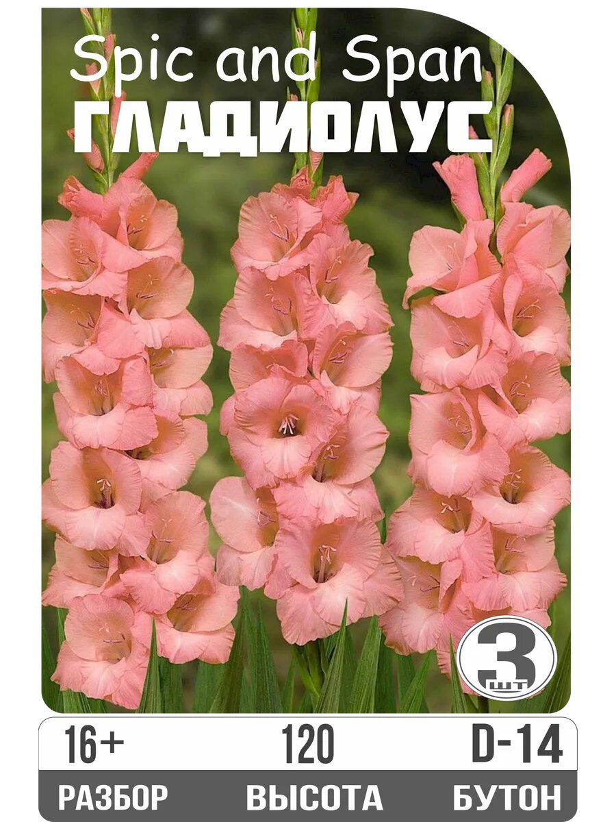 Луковицы гладиолуса 