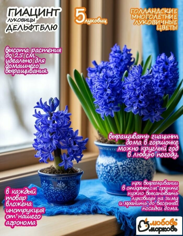 Гиацинт Луковицы цветы Дельфт Блю 5 шт