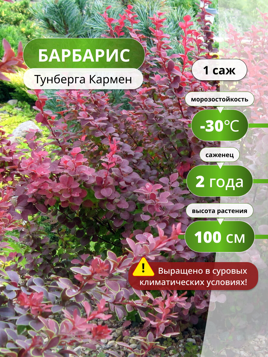 Барбарис Тунберга Кармен (Carmen) / саженец барбариса, многолетнее растение