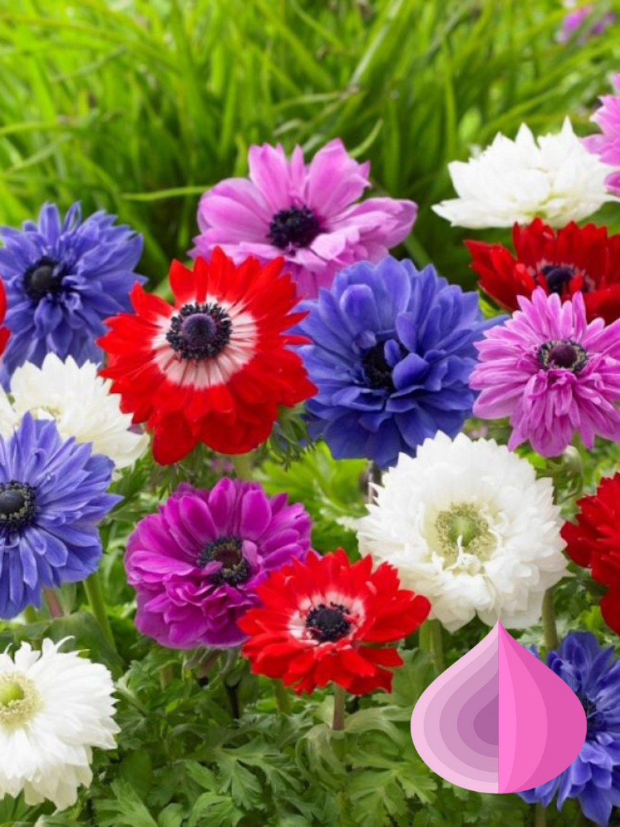 Луковицы цветов bulbs servise Анемоны Ст Бриджит MIXED 20 шт