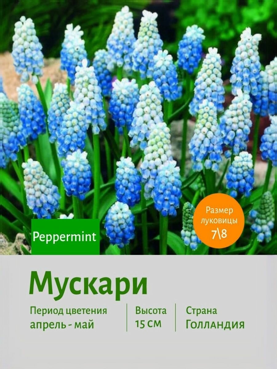 Набор луковиц мускари Peppermint СОТКА многолетние 15 см 20 штук